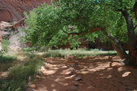 Moonflower Campsites