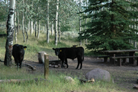 Be aware this is open rangeland and you are liable to have bovine visitors to your site at this campground.